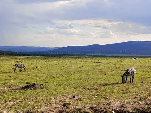       Zebras grazing in a vast open landscape with mountains in the background.
  