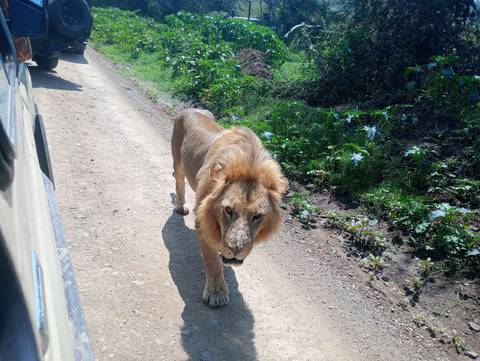       Lone lion walking along a dirt road.
  