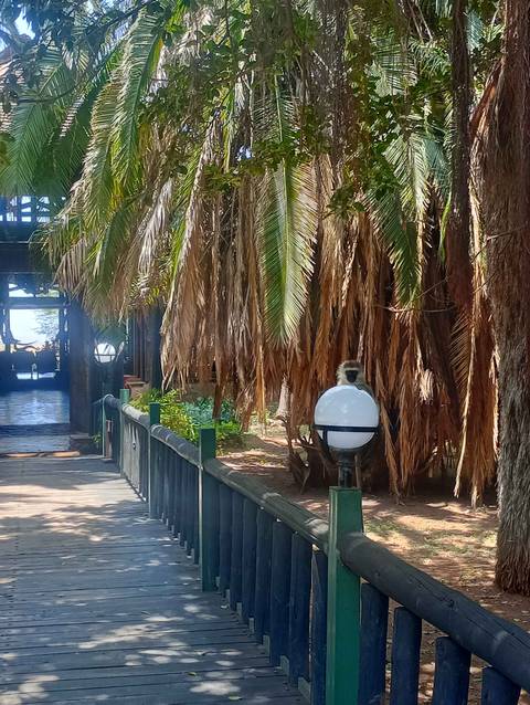       Monkey sitting on a light fixture in an area with palm trees.
  