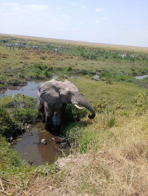       Elephant standing in a swampy grassland area.
  