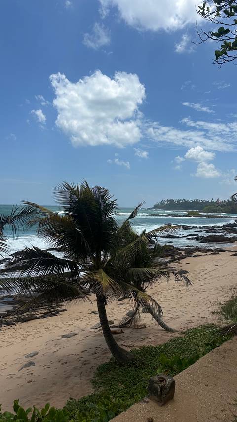       Beach with palm trees and waves crashing on the shore.
  