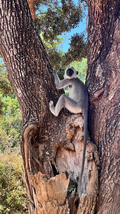 Monkey perched on a tree in a forest.