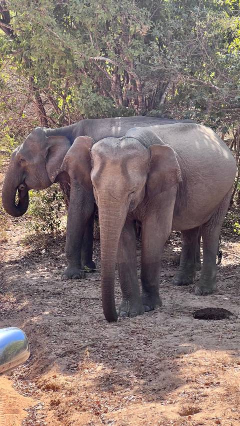 Two elephants standing together in a wooded area.