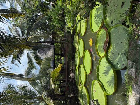       Lush garden with large lily pads and palm trees.
  