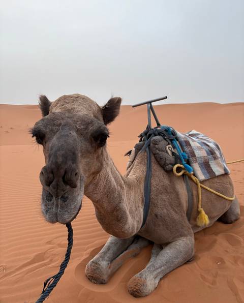       Close-up of a camel in the desert.
  