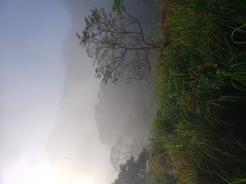 A foggy landscape with dense foliage and a distant mountain.