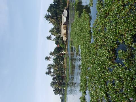       A scenic view of the backwaters with houseboats and greenery.
  