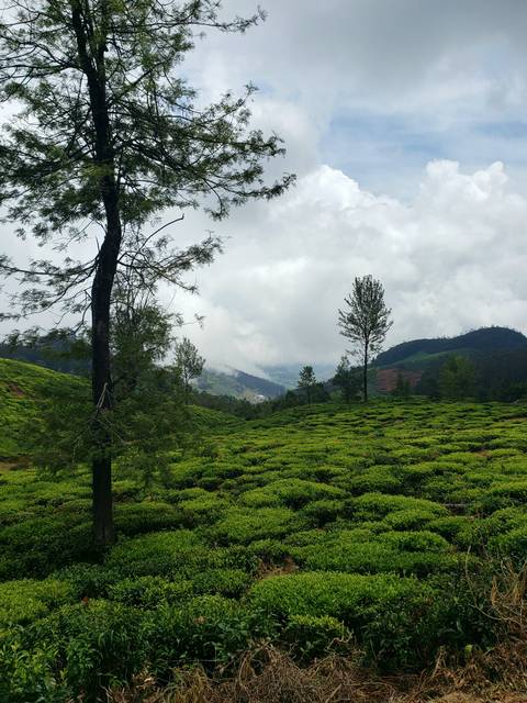 Lush tea plantations with misty hills in the background.