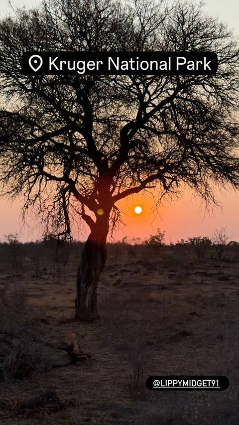       Silhouette of a tree with the sun setting in the background.
  