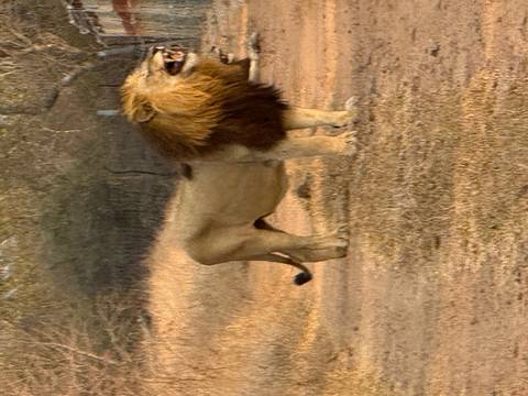       A lion roaring in the wild savanna.
  