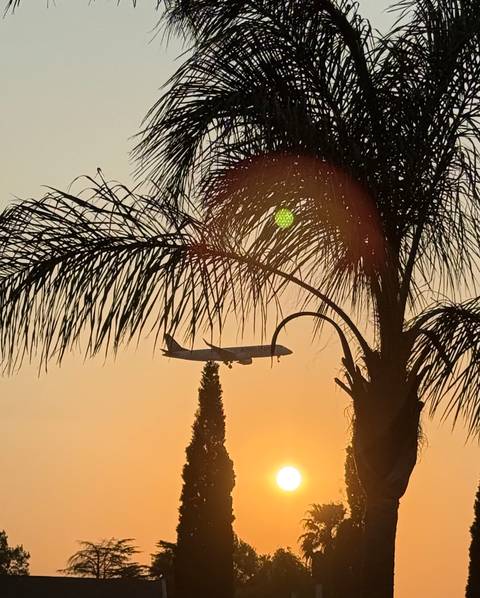       An airplane flying past palm trees during sunset.
  