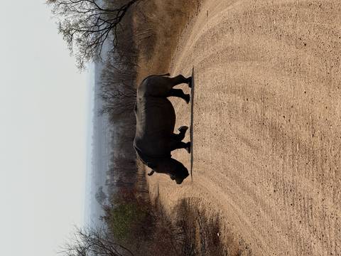 A rhino crossing a dirt road in the savanna.