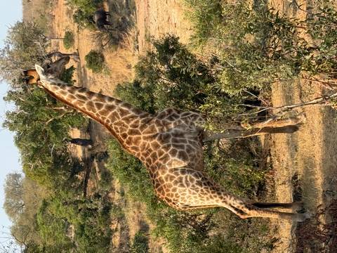 A giraffe standing among trees in a savanna setting.