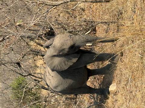 An elephant standing among dry vegetation.