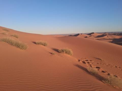 Desert landscape with sparse vegetation.