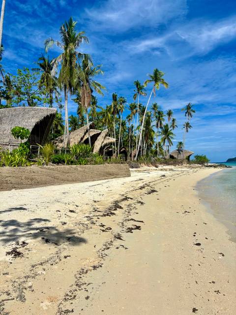 Beach with palm trees and thatched roofs.