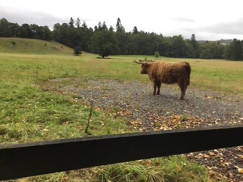 A highland cow standing in a field.