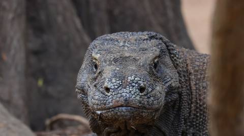 Close-up of a Komodo dragon's face.