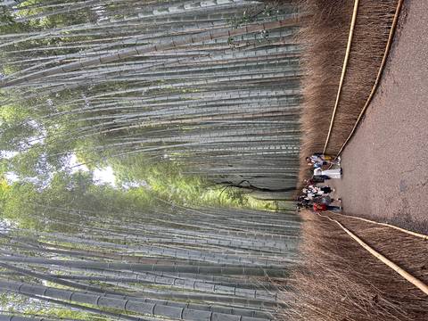 Path through a bamboo forest with visitors.