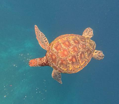       Sea turtle swimming underwater.
  