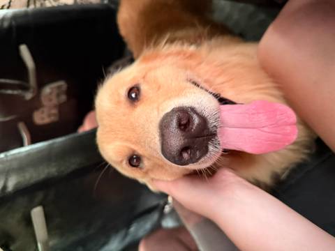       Close-up of a dog with its tongue out, being petted.
  