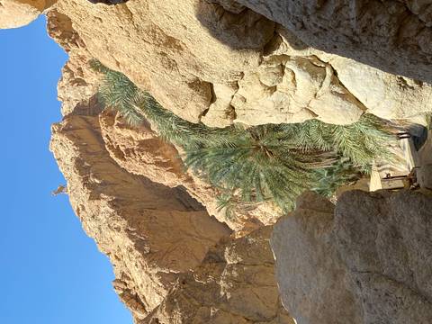 Goat atop rocky hill with palm trees below.