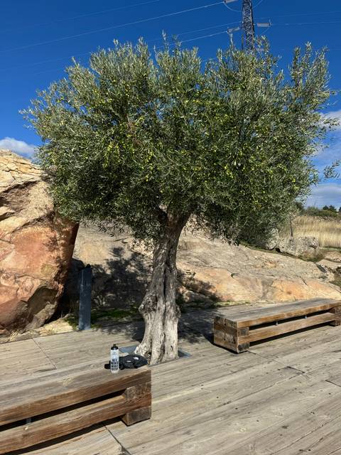 Olive tree next to a rocky outcrop.