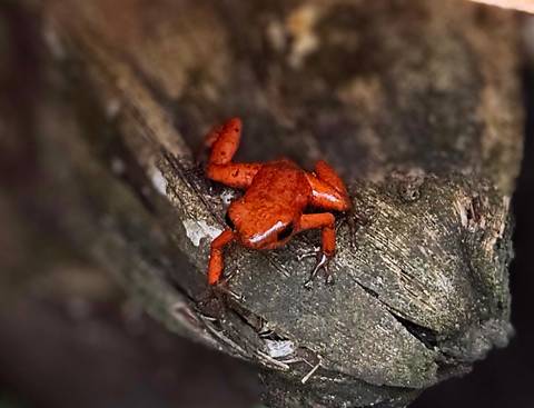       A red frog on a tree in a rainforest.
  