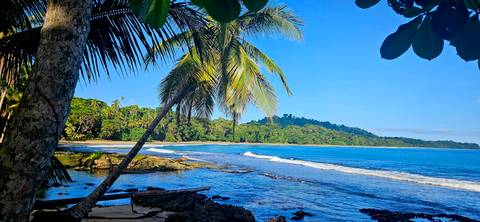 Scenic view of a tropical beach with palm trees and waves.