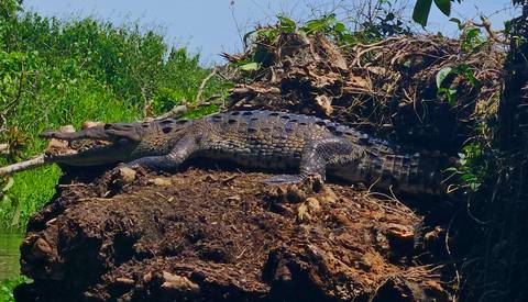 Crocodile on a bank, basking in the sun.