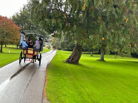       Horse-drawn carriage on a tree-lined path.
  