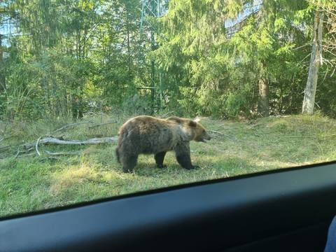       Wild bear seen walking in a forest.
  