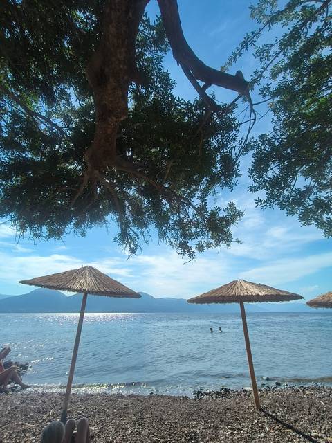 Straw umbrellas under a tree with mountains in the background.