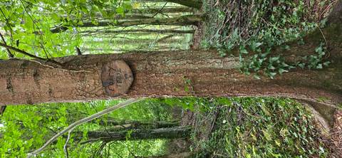 A wooden sign on a tree in a forest labeled 'Fairy Trail.'