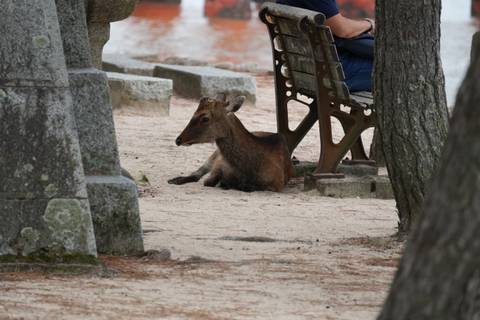 Deer resting next to a bench near stone structures.