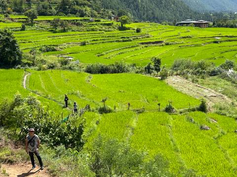 People walking through lush green rice paddies under bright sunlight.