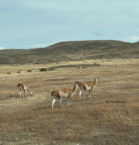 Guanacos grazing on a dry plain with mountains in the distance.