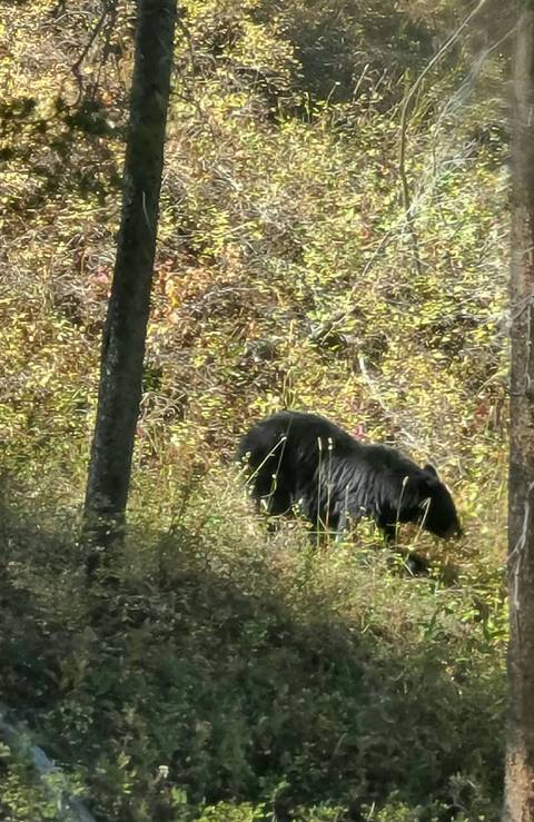       A blurry image of a bear among foliage.
  