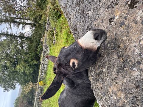 A curious donkey peeking over a stone wall.
