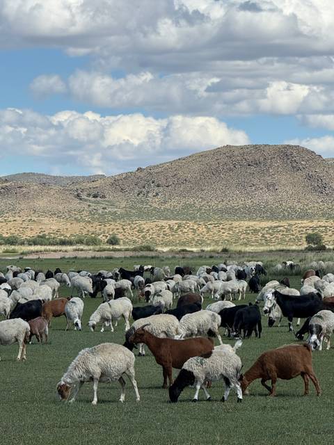 Herd of sheep grazing in a vast open field.