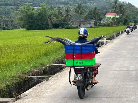 A person riding a motorcycle with crates containing fish on a rural road, with rice fields in the background.