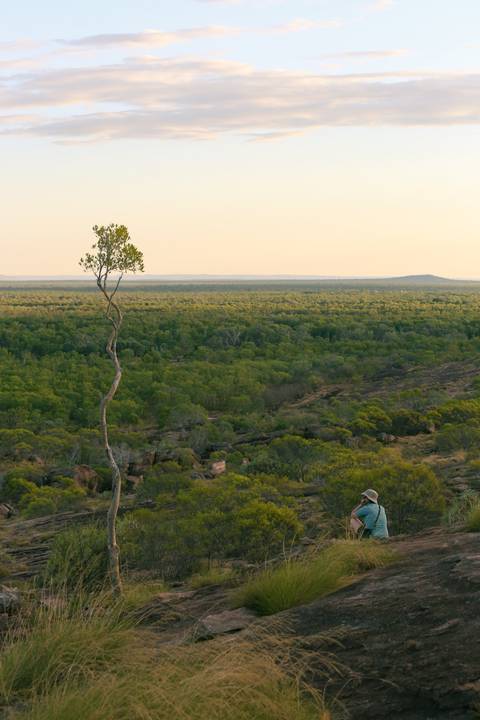 Vast view of forest and grassland with a lonely tree.