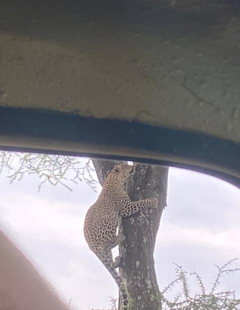 Leopard climbing a tree viewed through a vehicle window.