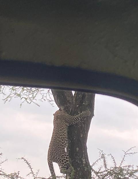 Leopard climbing a tree viewed through a vehicle window.