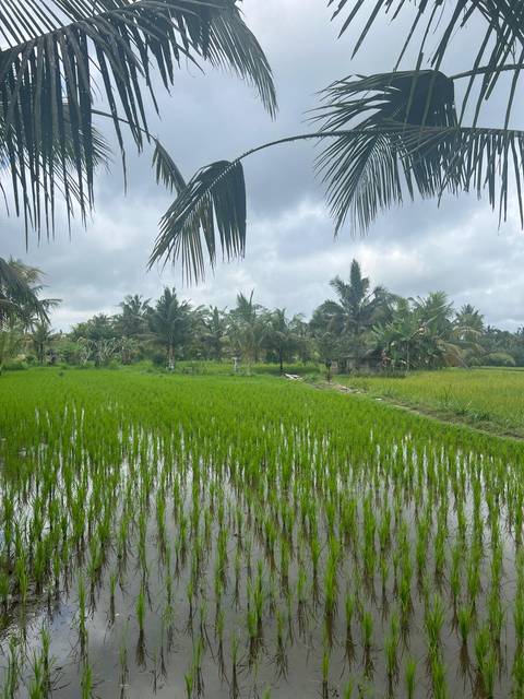 Rice paddies with palm trees under a cloudy sky.