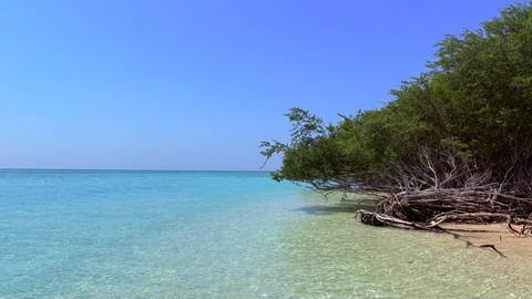Clear blue water and trees on a coastal beach.