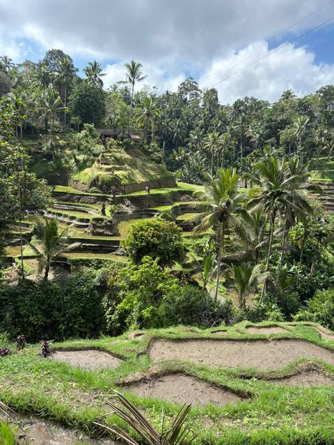 Terraced rice fields with palm trees and blue sky.