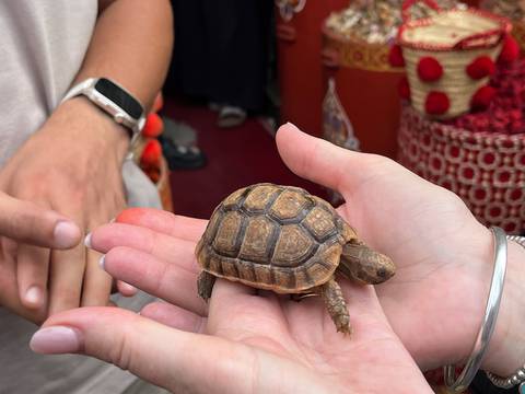       Person holding a small turtle in their hands.
  