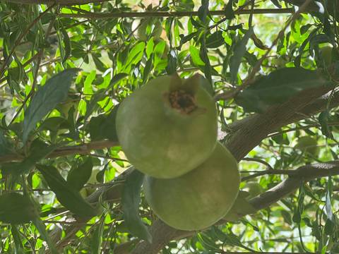       Close-up of two green fruits on a tree.
  
