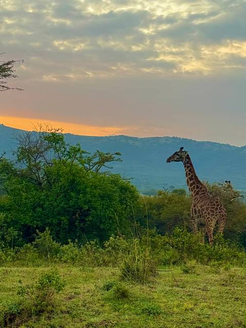       Giraffe walking through the bush at sunset.
  